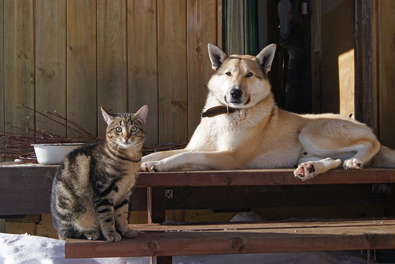 What to Know About Spaying or Neutering Your Pet dog-cat-barn