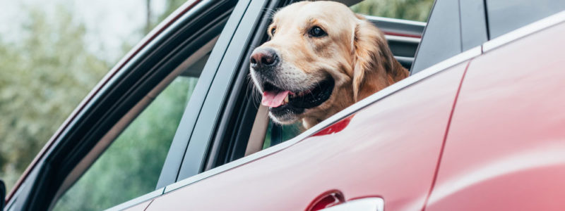 Summer Traveling with your Pets dog-car