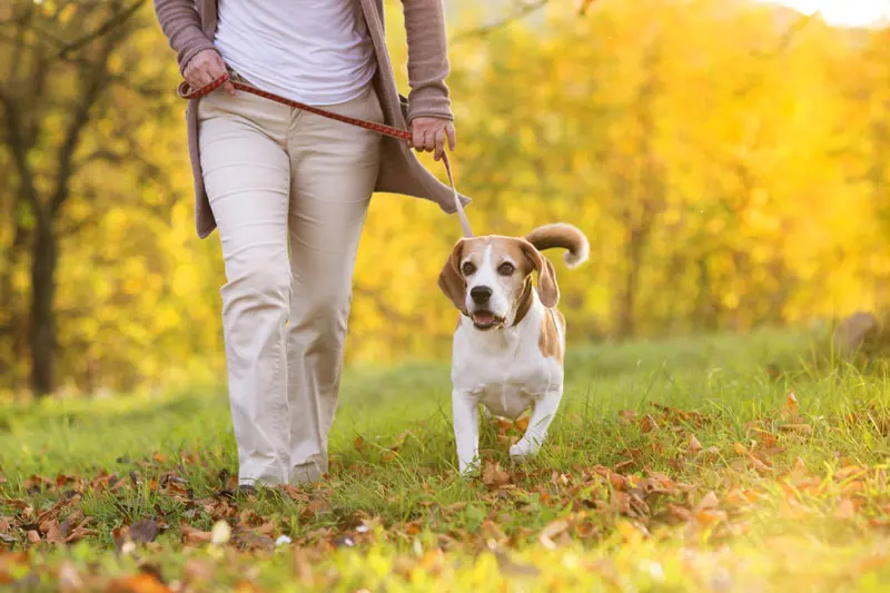 A Few Fall Tips for Keeping Your Dog Healthy woman-walking-dog