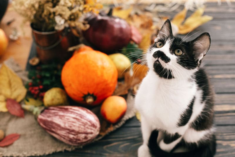 Safety Tips for your Pet for Thanksgiving Depositphotos_213437544_l-2015 (1)