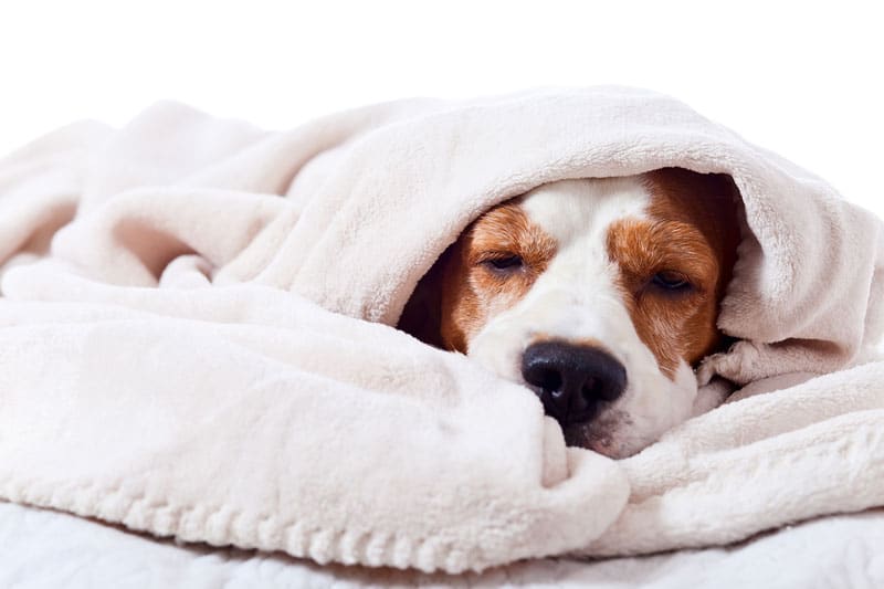 Boarding your Pet for the Holiday: What is Kennel Cough? Depositphotos_60590709_l-2015