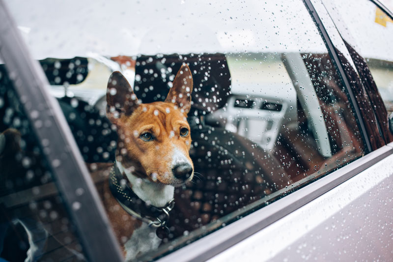 Dog Storm Anxiety Depositphotos_157479730_xl-2015