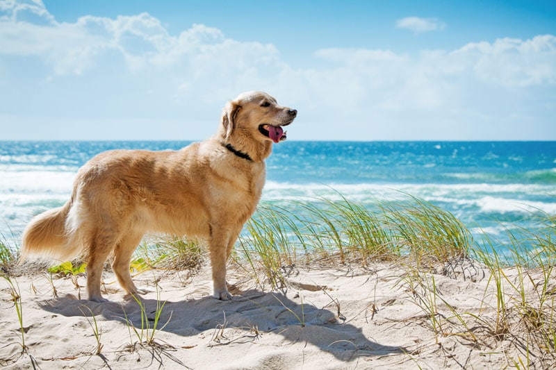 Summer at the Beach with Our Pets Depositphotos_10350452_xl-2015